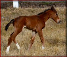 houstonwehaveaparte filly1.jpg